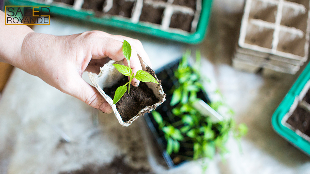 Baby plants seeding black hole trays for agriculter