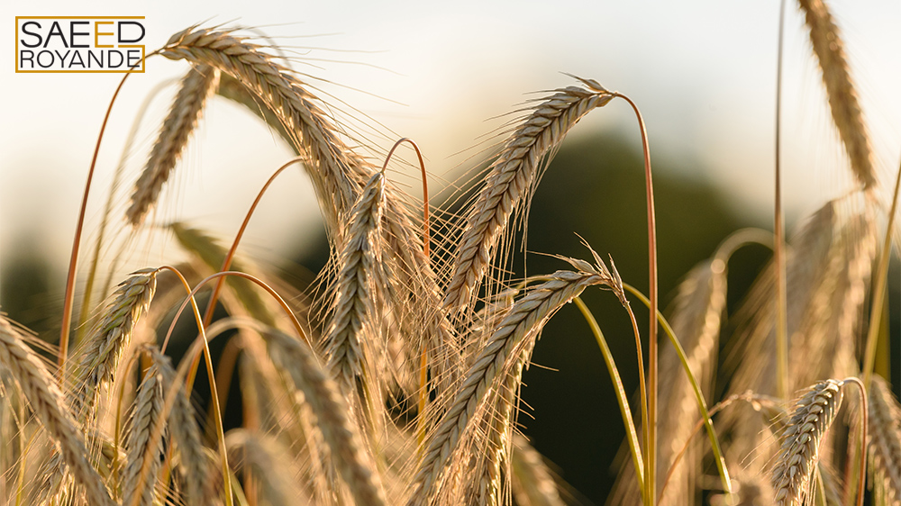 Rye crops on a field agriculture